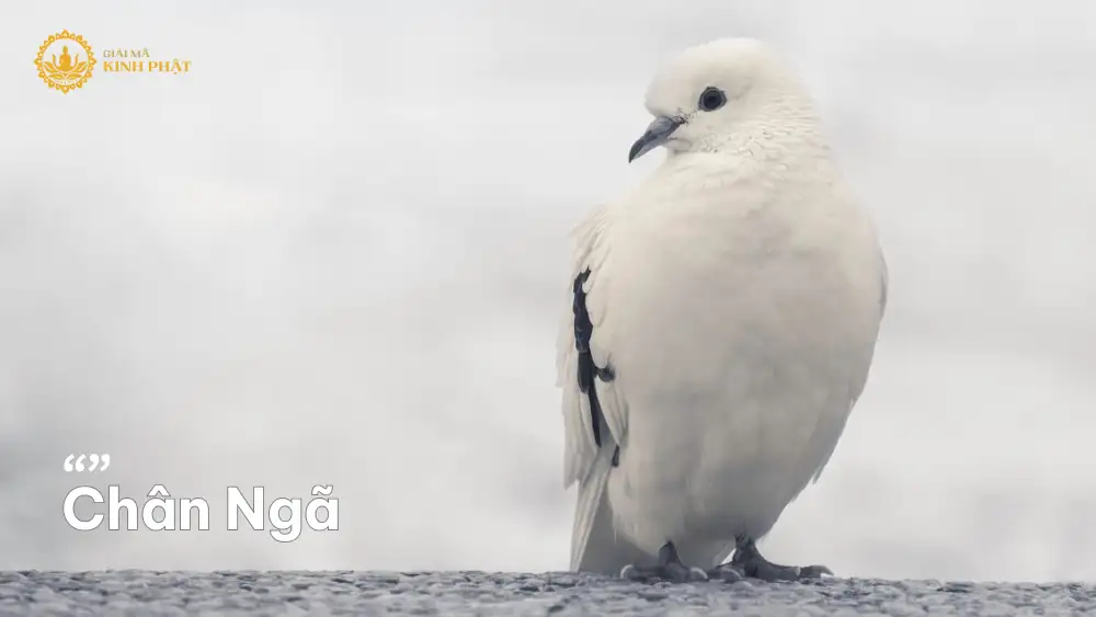 Chân Ngã – Hành trình nhận thức bản thể