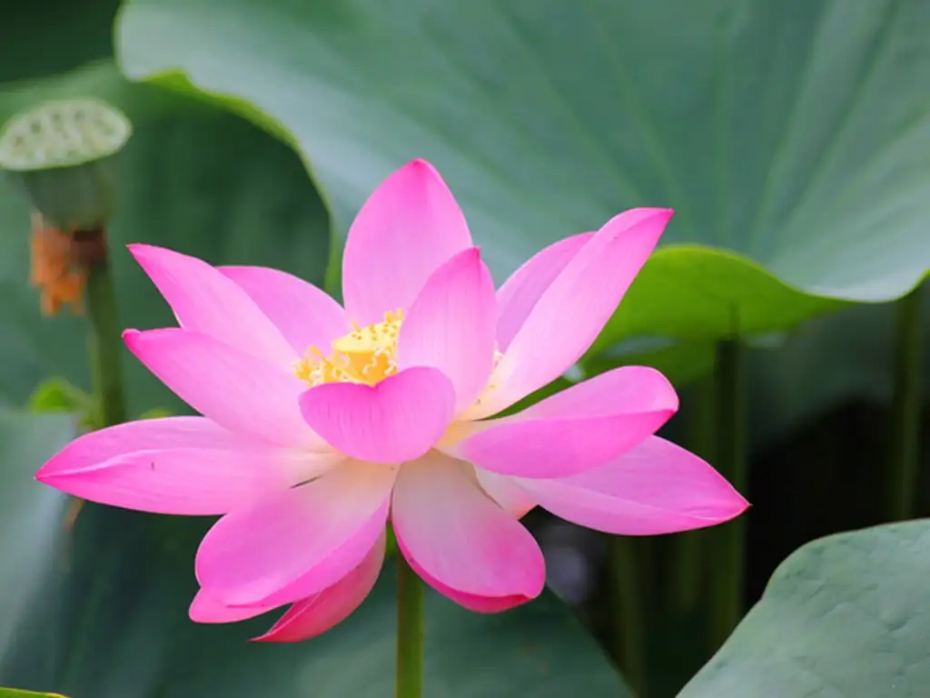 Chánh ngữ là gì?