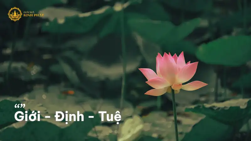 Giới – Định – Tuệ: Con đường Tam học trong Phật giáo