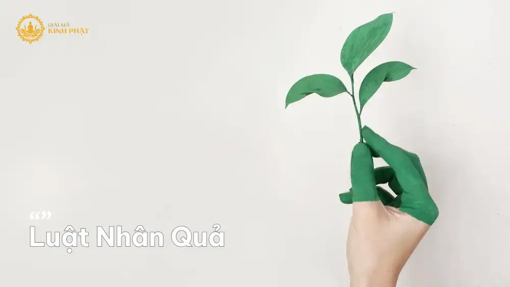Luật nhân quả: Hiểu để sống an yên và hạnh phúc hơn