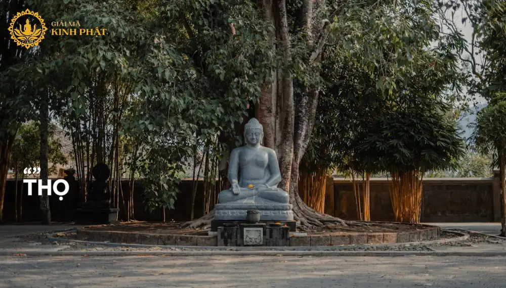 Thọ là gì? Làm sao để ” Quán thọ nơi thọ”?